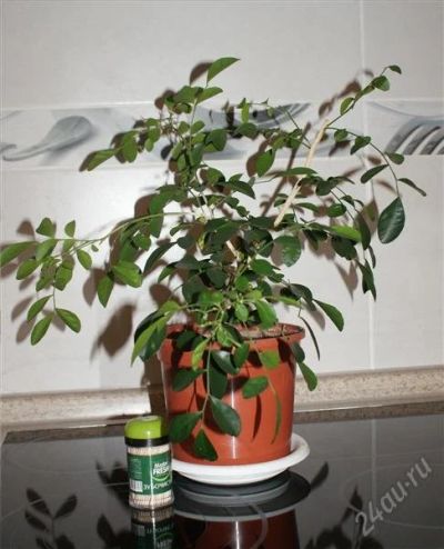 Лот: 2660560. Фото: 1. Муррайя. Горшечные растения и комнатные цветы
