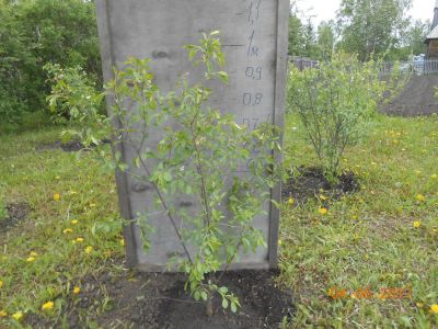 Лот: 9791123. Фото: 1. Саженец вишни на ножке. Высота-1м... Ягоды