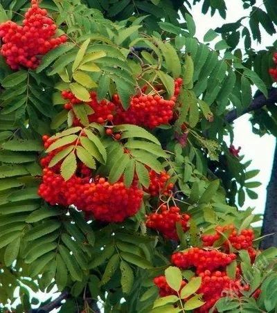 Лот: 885036. Фото: 1. Саженцы Рябина обыкновенная (Sorbus... Декоративные кустарники и деревья