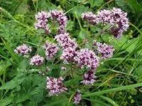 Лот: 5398742. Фото: 1. Душица (origanum). Другое (семена, рассада, садовые растения)