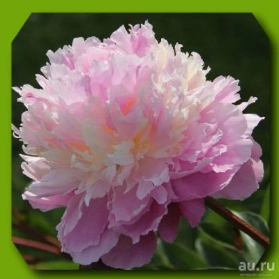 Лот: 13438489. Фото: 1. Пион Сорбет (Sorbet). Садовые цветы