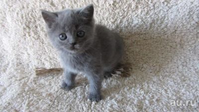 Лот: 13725021. Фото: 1. Британский котёнок девочка. Кошки, котята
