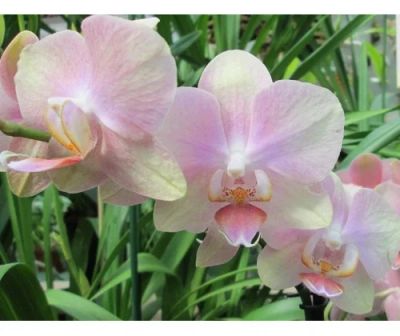 Лот: 3907396. Фото: 1. орхидея фаленопсис к3. Горшечные растения и комнатные цветы