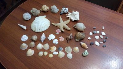 Лот: 18264758. Фото: 1. Ракушки коллекция. Сувенирные наборы
