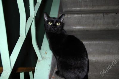 Лот: 504676. Фото: 1. Отдам котенка. Остальные животные