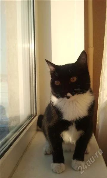 Лот: 1445212. Фото: 1. Котик Маркиз. Кошки, котята