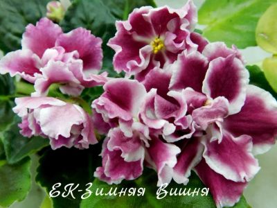 Лот: 6148943. Фото: 1. Фиалка сортовая ЕК-Зимняя Вишня... Горшечные растения и комнатные цветы