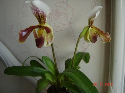 Лот: 3278288. Фото: 1. Орхидея Пафиопедилум - Венерин... Горшечные растения и комнатные цветы