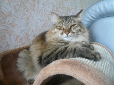 Лот: 4332313. Фото: 1. Рыся-Марыся:) умница и красавица... Кошки, котята