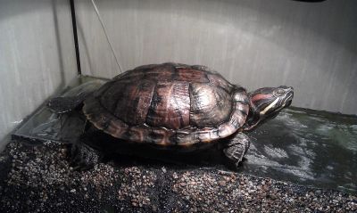 Лот: 3534864. Фото: 1. Красноухая черепаха (акватеррариум... Другое (растения и животные)