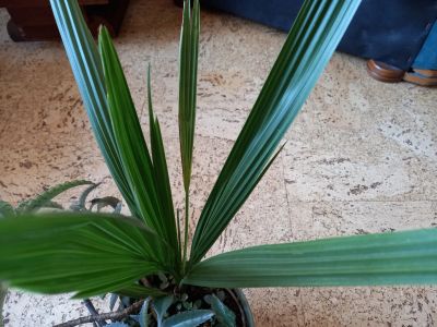 Лот: 18768548. Фото: 1. финиковая пальма растение без... Горшечные растения и комнатные цветы
