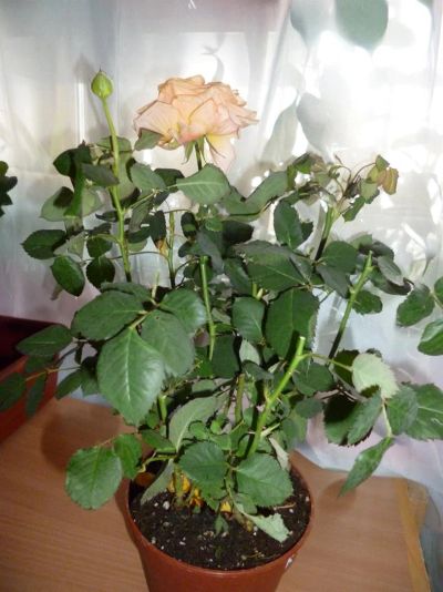Лот: 3768671. Фото: 1. Роза 3. Горшечные растения и комнатные цветы