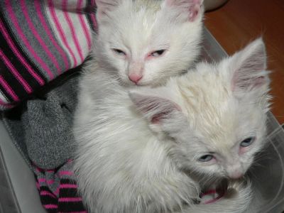 Лот: 6478890. Фото: 1. Голубоглазые белоснежные кошечки... Кошки, котята