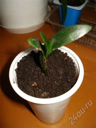 Лот: 436385. Фото: 1. Кливия. Горшечные растения и комнатные цветы
