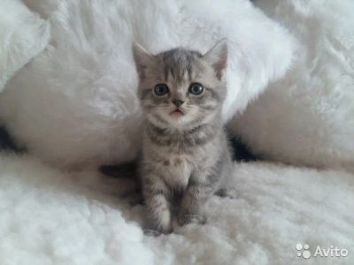 Лот: 10841341. Фото: 1. Ласковая кошечка. Кошки, котята