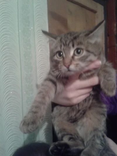 Лот: 3460897. Фото: 1. Котята ищут дом!!. Кошки, котята