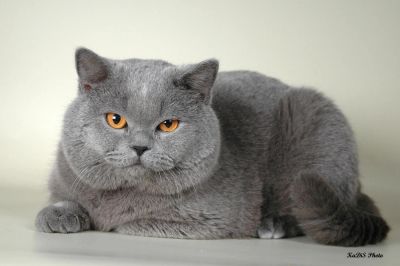 Лот: 6839835. Фото: 1. Возьму в дар котенка британца!. Кошки, котята