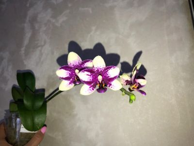 Лот: 21791963. Фото: 1. Орхидея фаленопсис Phal. Jia Ho... Горшечные растения и комнатные цветы