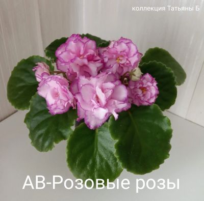Лот: 24330256. Фото: 1. Фиалка АВ- Розовые розы - детка... Горшечные растения и комнатные цветы