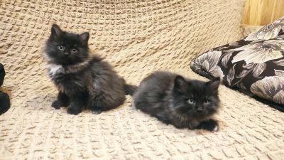 Лот: 24342284. Фото: 1. Котята. Бесплатно. Кошки, котята