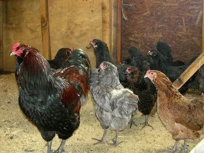 Лот: 10992440. Фото: 1. Продам семьи араукан, амераукан. Птицы