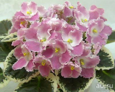 Лот: 8210541. Фото: 1. Фиалка Aca's Summer Parfait -... Горшечные растения и комнатные цветы