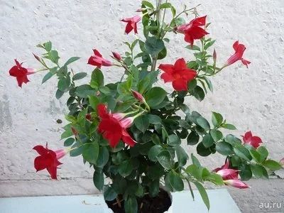 Лот: 7503975. Фото: 1. Мандевилла - королева лиан (укорененный... Горшечные растения и комнатные цветы