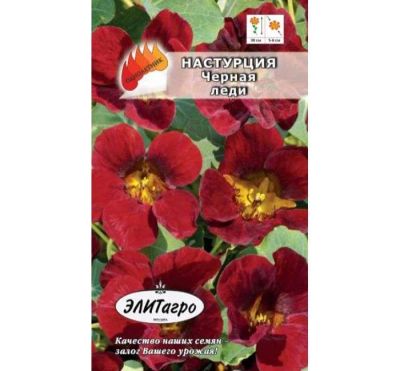 Лот: 11025621. Фото: 1. Настурция компак. Черная Леди... Садовые цветы