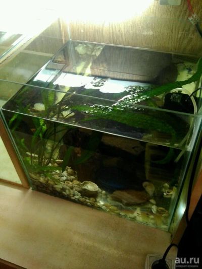 Лот: 10490158. Фото: 1. Куст криптокорина апоногенолистная. Водные растения
