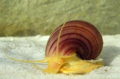 Лот: 2458162. Фото: 1. Красивая аквариумная улитка ампулярия... Моллюски, ракообразные, кораллы