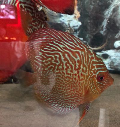 Лот: 13011017. Фото: 1. Дискусы snaikeskin red. Рыбки