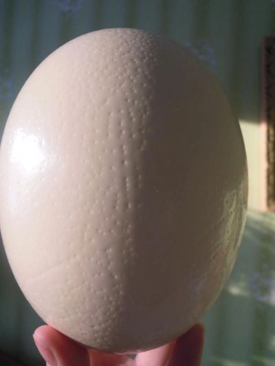 Лот: 8961203. Фото: 1. Яйцо страуса, прекрасный материал... Материалы для ручной работы