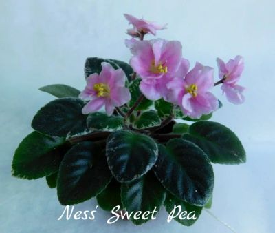 Лот: 8501015. Фото: 1. Минифиалка сортовая Ness' Sweet... Горшечные растения и комнатные цветы