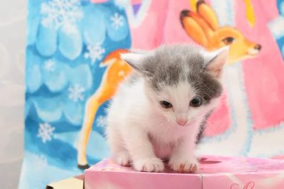 Лот: 4911300. Фото: 1. Отдам кошарика от нелинючей мышеловки... Кошки, котята