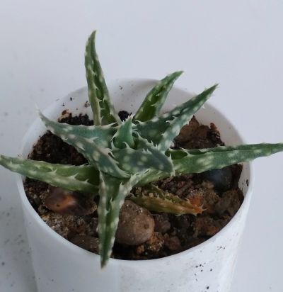 Лот: 11882505. Фото: 1. Алоэ (Aloe descoingsii) 2. Горшечные растения и комнатные цветы