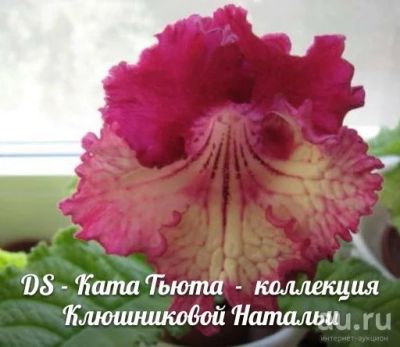 Лот: 9105829. Фото: 1. Стрептокарпус Ката Тьюта. Горшечные растения и комнатные цветы