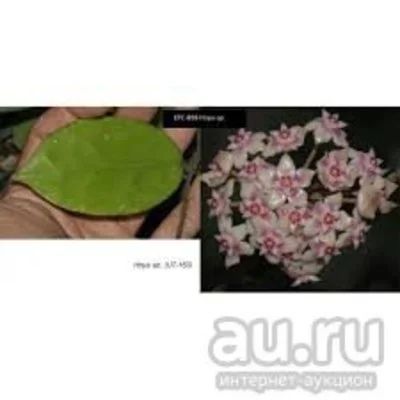 Лот: 13591590. Фото: 1. Хойя-Hoya EPC 898/ UT -163. Горшечные растения и комнатные цветы