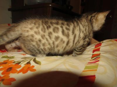 Лот: 3753721. Фото: 1. Кошечка Бенгалочка в разведение... Кошки, котята