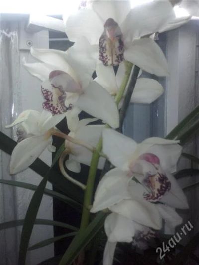 Лот: 1619678. Фото: 1. Орхидея Цимбидиум. Горшечные растения и комнатные цветы