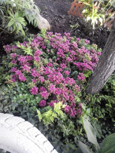 Лот: 5920161. Фото: 1. очиток розовый. Садовые цветы