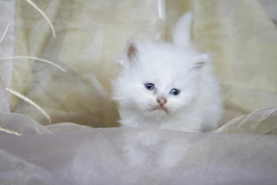 Лот: 4228960. Фото: 1. Очаровательные котята. Кошки, котята