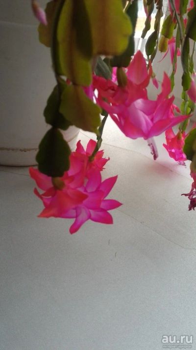 Лот: 12333446. Фото: 1. Шлюмбергера розовая. Горшечные растения и комнатные цветы