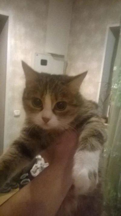 Лот: 8960814. Фото: 1. Кошка со сверхъестественными способностями. Кошки, котята