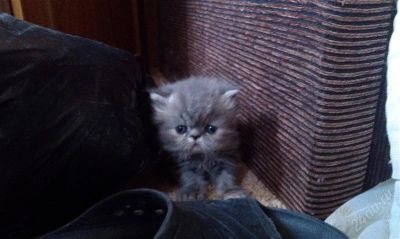 Лот: 2754010. Фото: 1. Продам/обменяю персидских котят. Кошки, котята