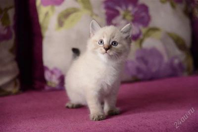 Лот: 2897392. Фото: 1. Невский маскарадный котик без... Кошки, котята