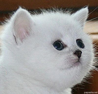 Лот: 3071737. Фото: 1. Шикарный битанский котик. Кошки, котята