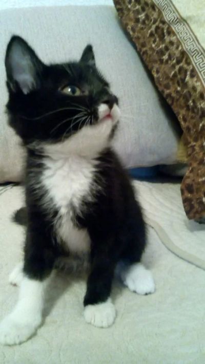 Лот: 4699155. Фото: 1. Кот без сапог!. Кошки, котята