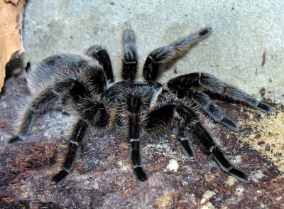 Лот: 7899704. Фото: 1. Паук птицеед дома! Lasiodora parahybana. Остальные животные
