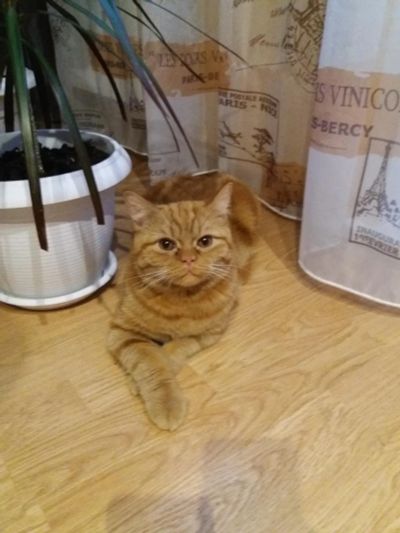 Лот: 8502377. Фото: 1. Котик Шотландец-Британец,истинный... Кошки, котята