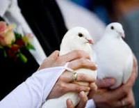 Лот: 4201188. Фото: 1. свадебные голуби. Птицы
